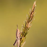 Lesser Marsh Grasshopper 4 